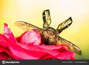 uploads/images/pest/rose chafer beetle.jpg